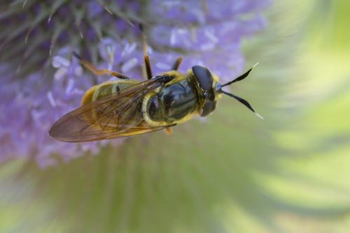 Callicera aurata